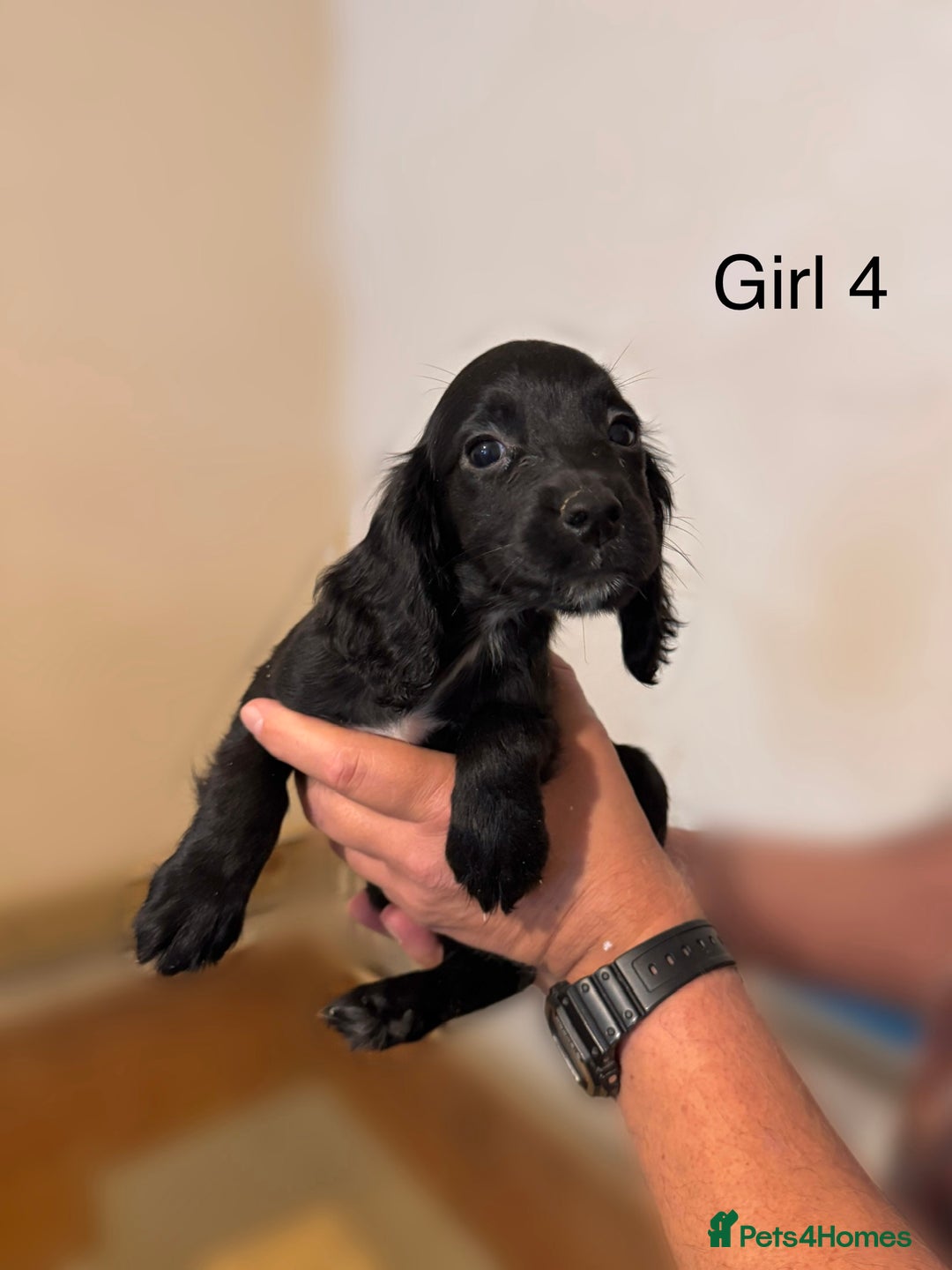 Cocker Spaniel dogs for sale: Beautiful cocker spaniel puppies ready now - Advert 11
