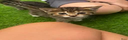 Mixed Breed cats for sale: Female kitten for sale  - Advert 3