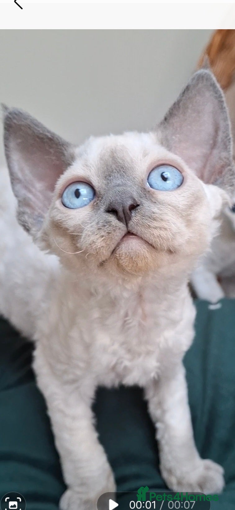 Devon Rex cats Last girl- FIFE pedigree and sterilization - Advert 3