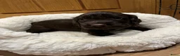 Cocker Spaniel dogs for sale: WCS puppies from amazing breed lines - Advert 5