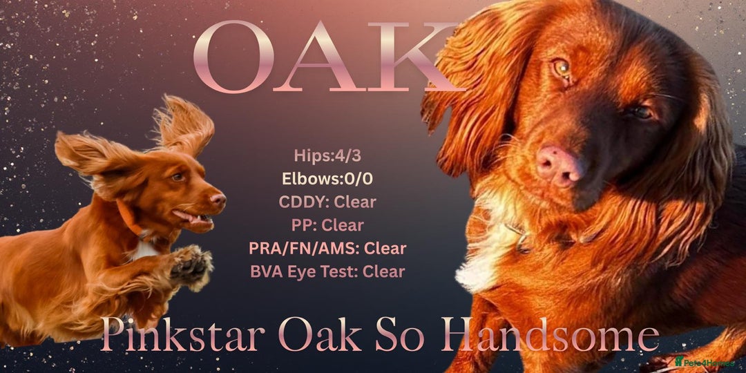 Cocker Spaniel dogs for stud: Available for stud  - Advert 6