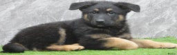 German Shepherd dogs for sale: KC Registered GSD Litter – 1 Male Available - Advert 12