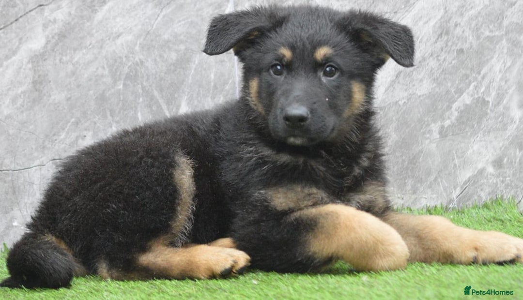 German Shepherd dogs for sale: KC Registered GSD Litter – 1 Male Available - Advert 12