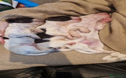 Cocker Spaniel dogs for sale: Stunning kc working cocker spaniels - Image 11