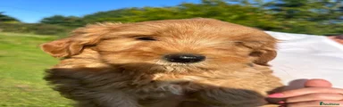 Labradoodle 2