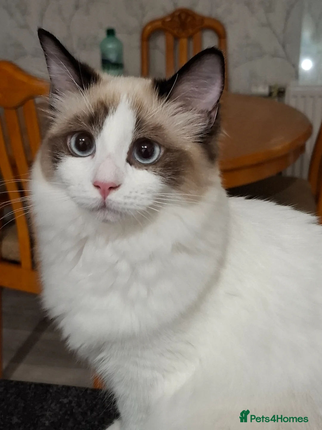 Ragdoll cats for sale: Female Ragdoll - Advert 1