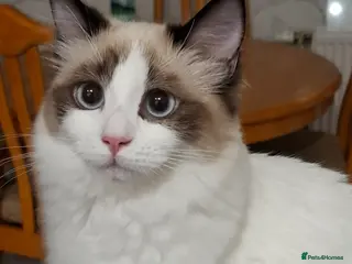 Ragdoll cats Female Ragdoll - Advert 1