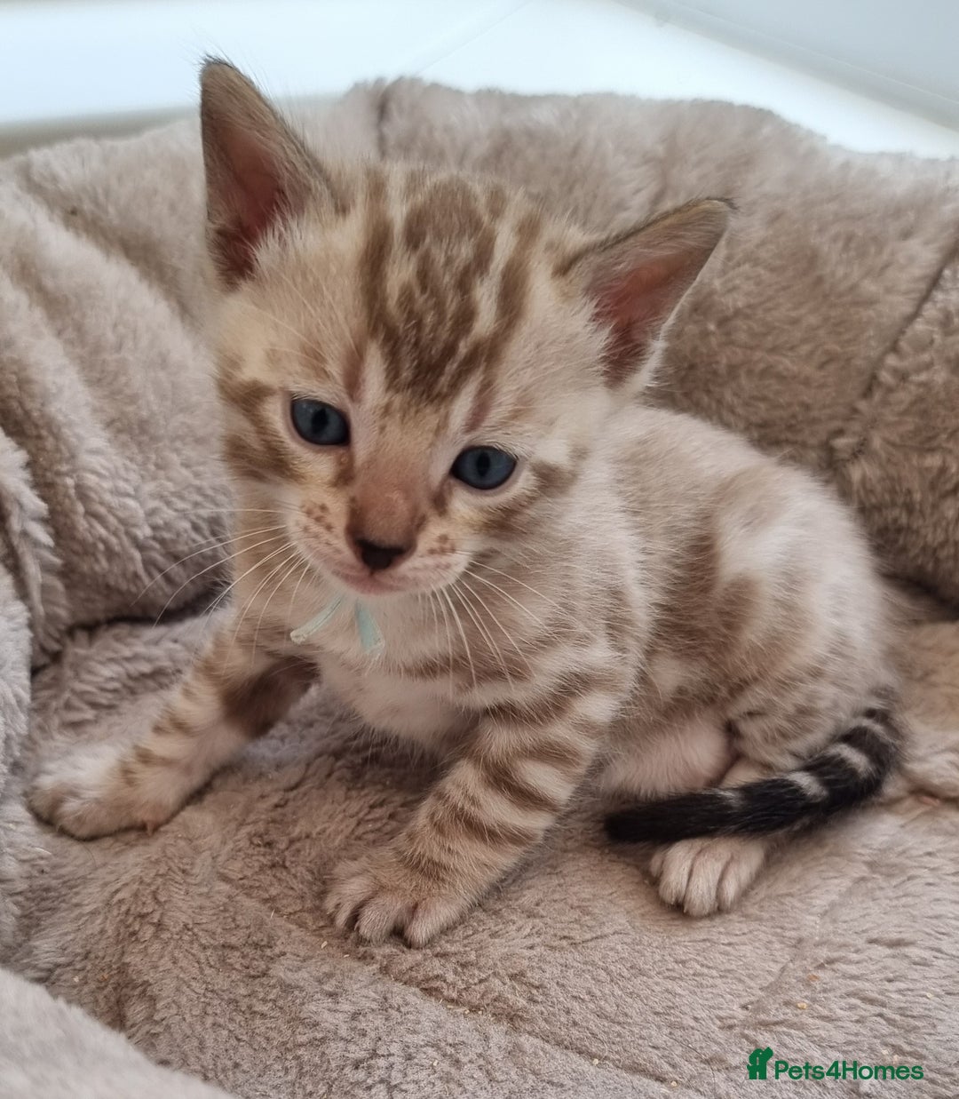 Bengal cats for sale: TICA Registered Bengal Kittens–Ready End Nov 25 - Image 12