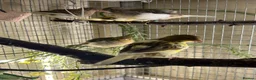 Canaries birds for sale: FIFE CANARY'S - Advert 2