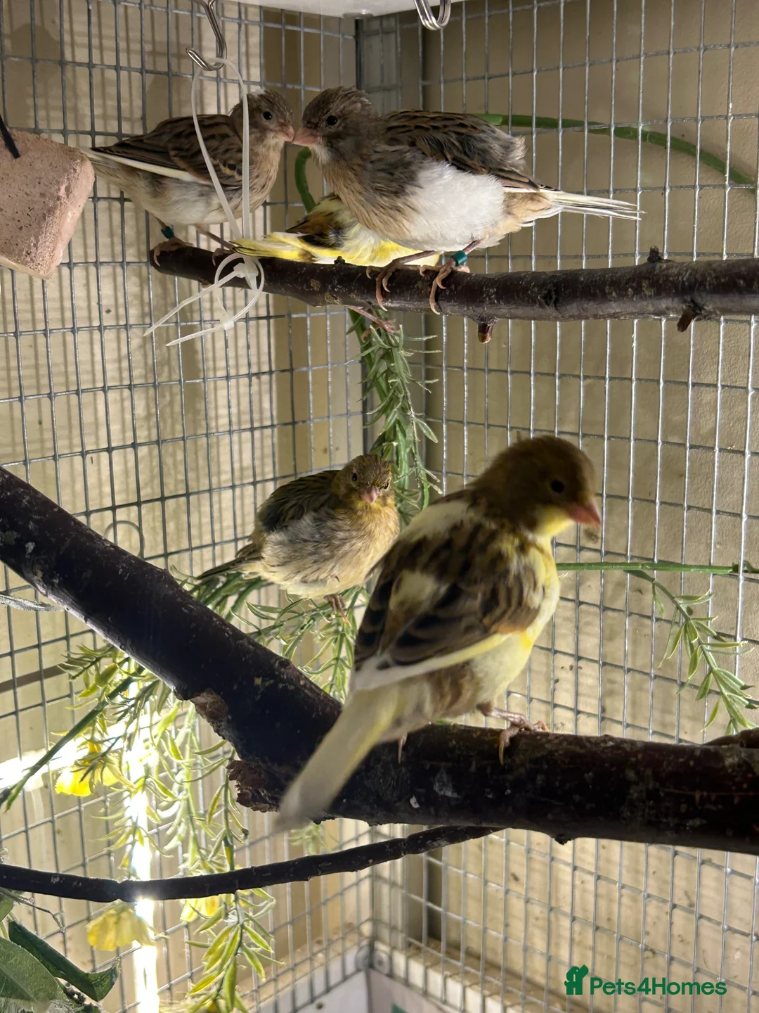 Canaries birds for sale: FIFE CANARY'S - Advert 2