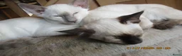 Siamese cats for sale: siamese kittens - Advert 3