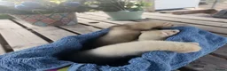 Ferret rodents for sale: Beautiful Ferret Kits for sale  - Advert 11
