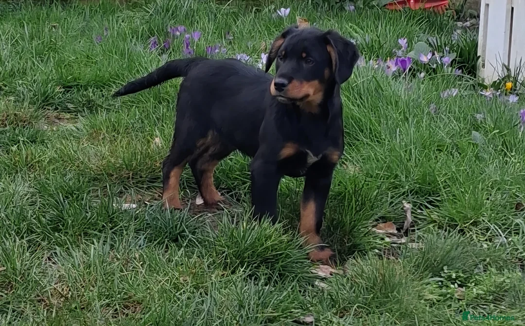 Mixed Breed dogs for sale: Puppies for sale  in Mansfield - Advert 3