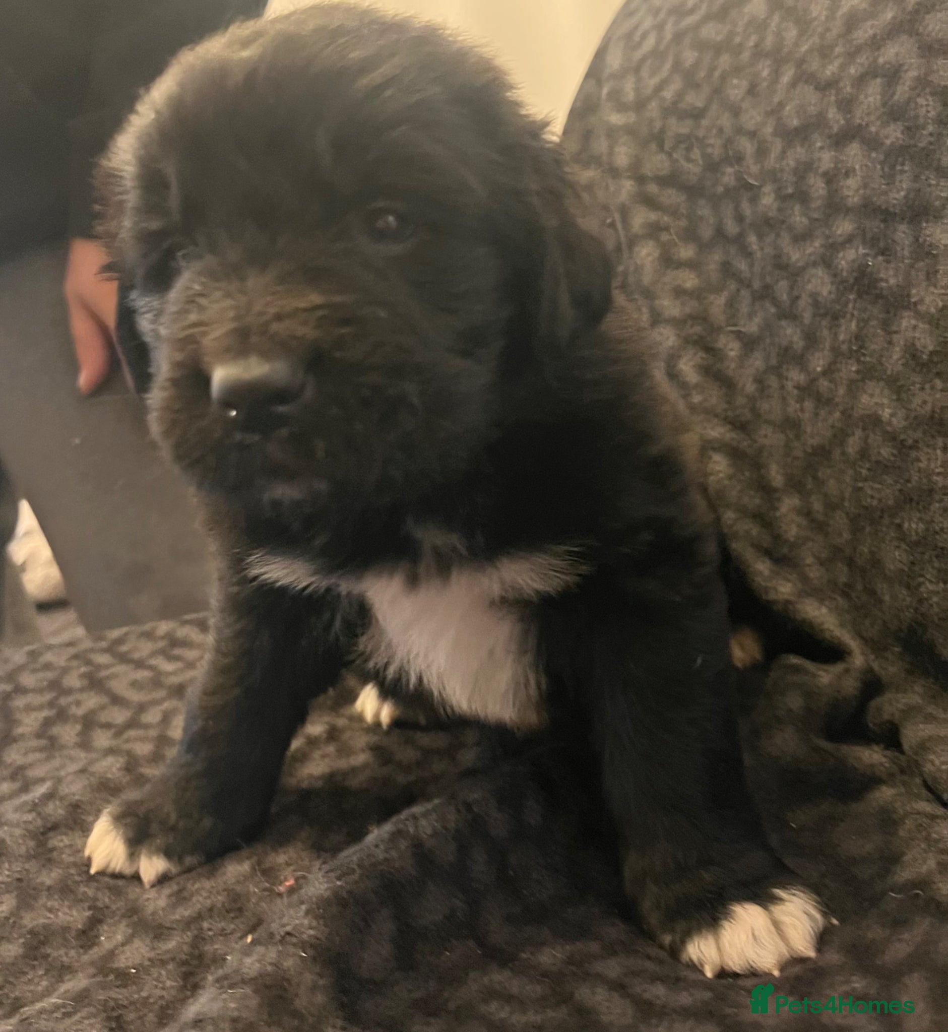 Mixed Breed dogs for sale: Black & landseer Newfoundland puppies  - Advert 27