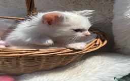 Ragdoll cats for sale: 💙🩷GCCF RAGDOLL KITTENS M&F 9WKS NEUT & SPAYED 🥇 - Image 32