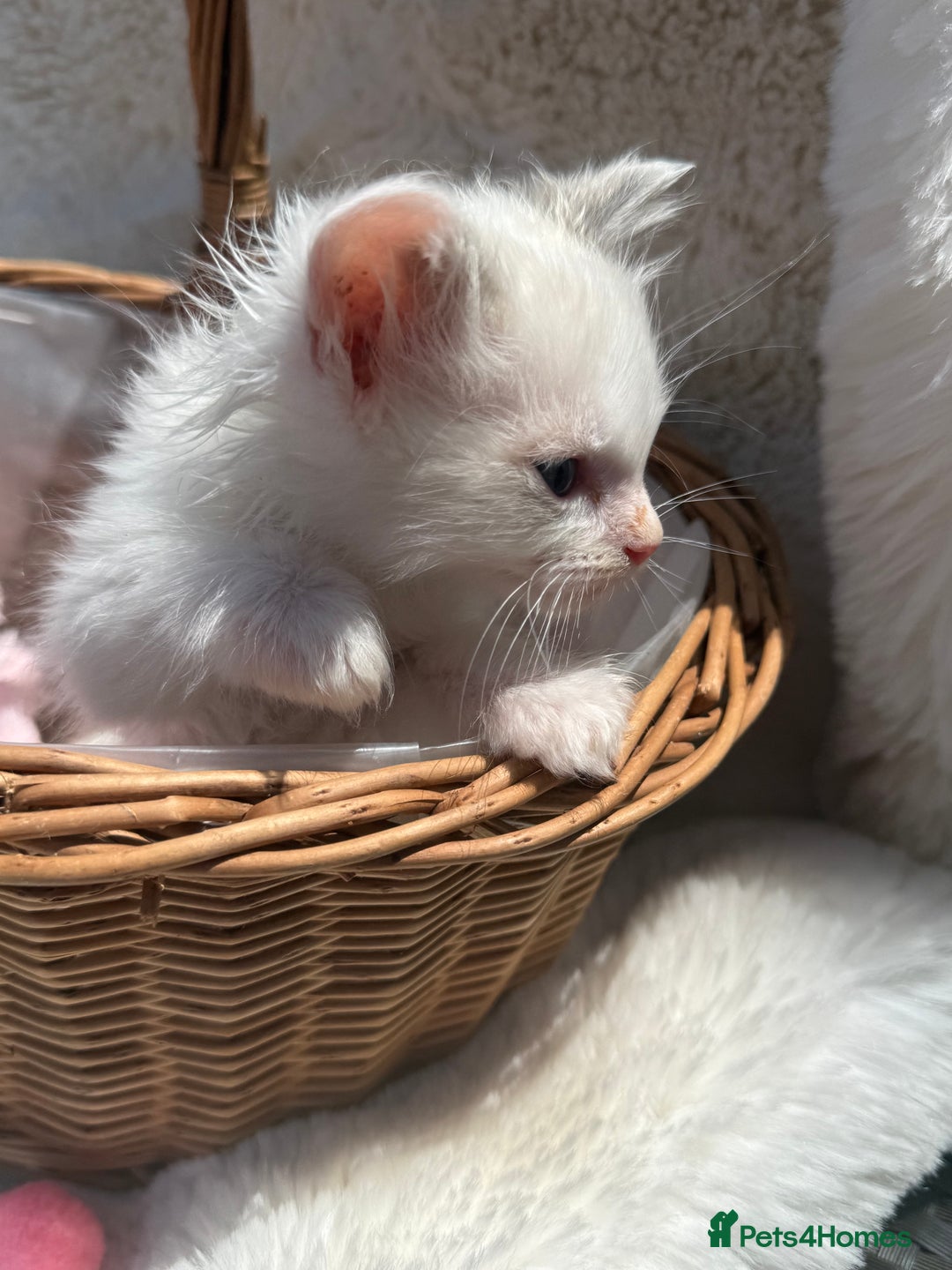 Ragdoll cats for sale: 💙🩷GCCF RAGDOLL KITTENS M&F 9WKS NEUT & SPAYED 🥇 - Image 32