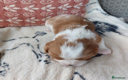 Cavalier King Charles Spaniel dogs for sale: Outstanding Cavalier King Charles Puppies  - Image 8