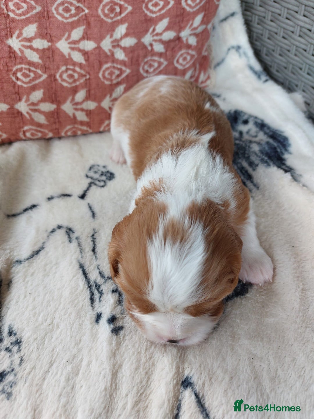 Cavalier King Charles Spaniel dogs for sale: Outstanding Cavalier King Charles Puppies  - Image 8