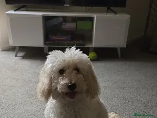 Cockapoo dogs Cockapoo rehome in Stamford - Advert 1