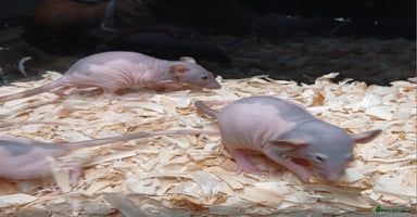 Rat rodents - Advert 4