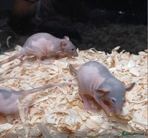 Rat rodents - Advert 4
