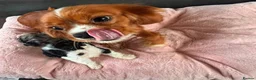 Boxer dogs for sale: Healthy & Playful Boxer Puppies Available Now - Advert 2