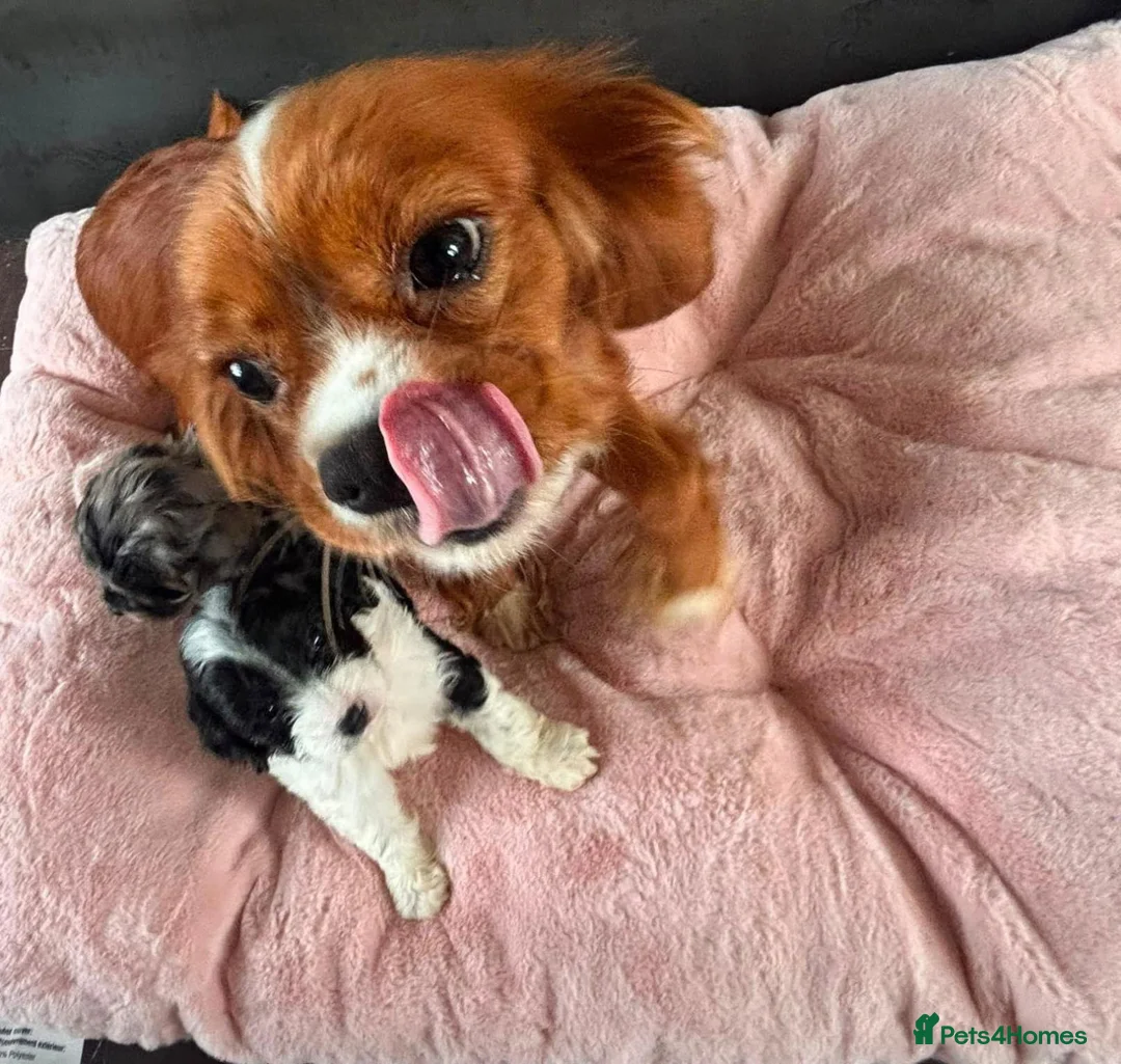 Boxer dogs for sale: Healthy & Playful Boxer Puppies Available Now - Advert 2