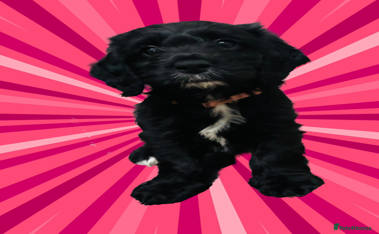 Mixed Breed dogs Adorable Cock-a-chons Fluffy, Low-Shed Wonders! - Advert 15