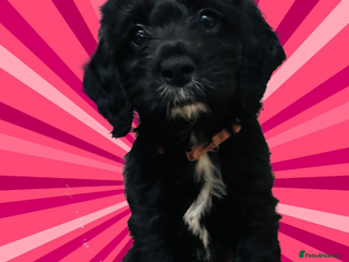 Mixed Breed dogs Adorable Cock-a-chons Fluffy, Low-Shed Wonders! - Advert 3