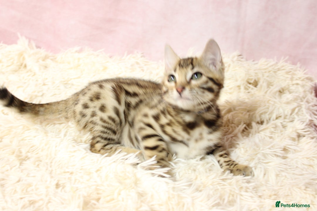 Bengal cats for sale: 🔥Stunning Bengal Kittens Available🔥 - Image 5