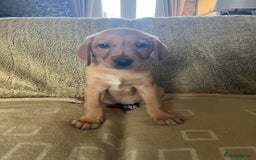 Labrador Retriever dogs for sale: Stunning Labrador pedigree puppies  - Advert 22