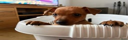 Miniature Pinscher dogs for sale: LAST PUPPY - LADYLUCKPINS KC MIN PINS - Advert 13
