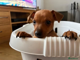 Miniature Pinscher dogs - Advert 2