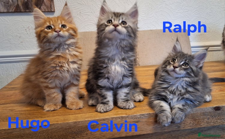 Maine Coon cats 😻 X3 Gorgeous Male Maine Coons Kittens Ready 😻 - Advert 1