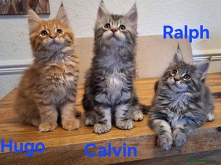 Maine Coon cats 😻 X3 Gorgeous Male Maine Coons Kittens Ready 😻 - Advert 2