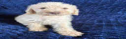 Labradoodle dogs for sale: Ready Now! Beautiful F1b Labradoodles  - Advert 29