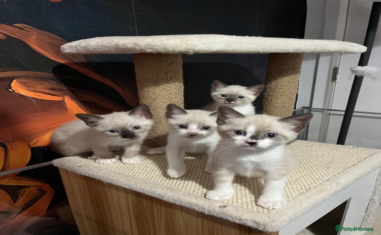 Snowshoe cats - Advert 1
