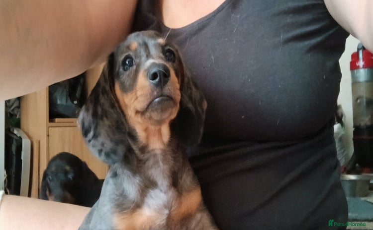 Dachshund dogs for sale - Advert 1