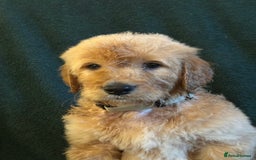 Goldendoodle dogs for sale: Goldendoodle Puppies – Ready Now, Don’t Miss Out! in Llanbrynmair - Image 18