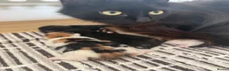 Mixed Breed cats for sale: 4 female kitten for sale - Advert 1