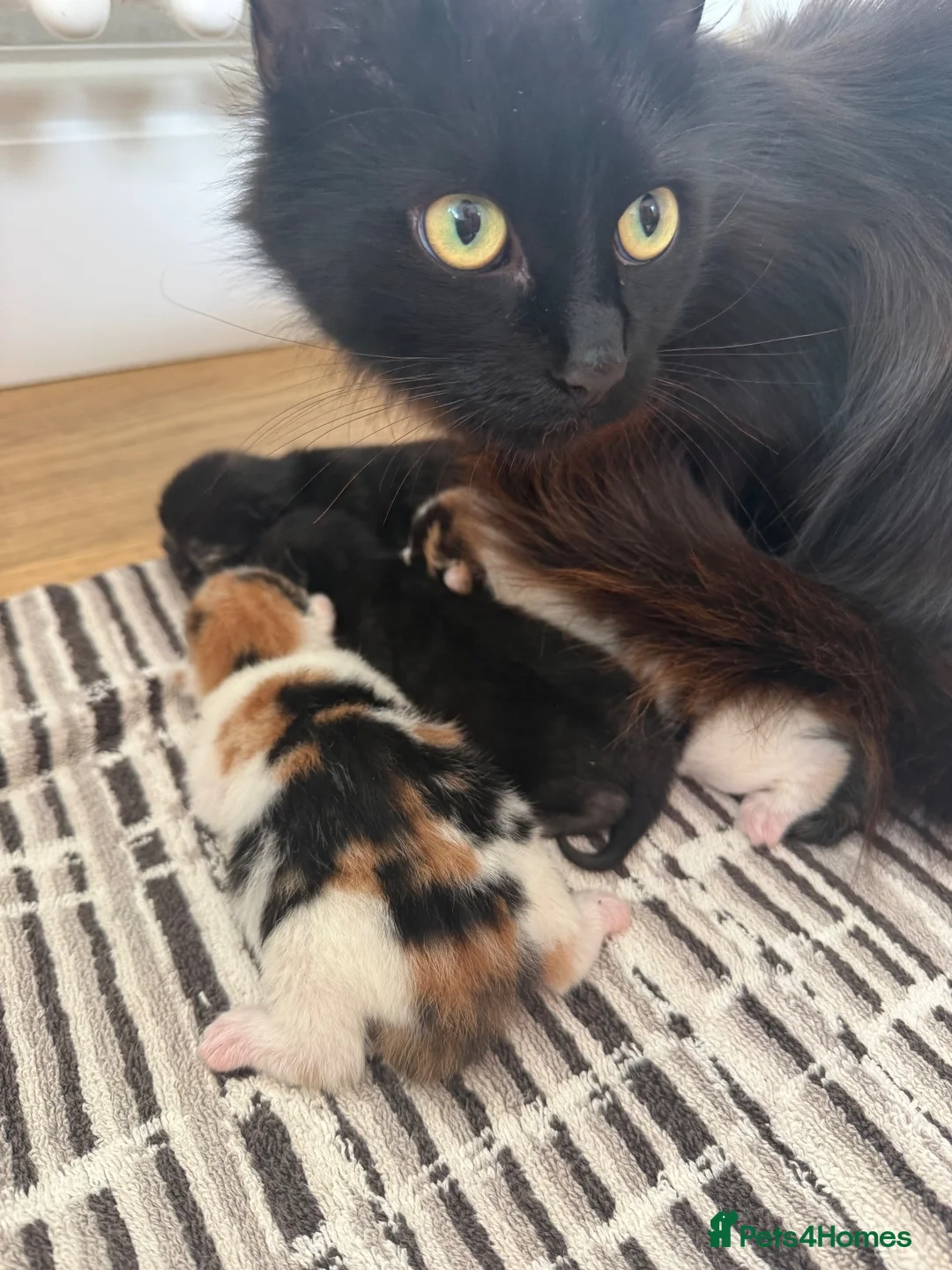 Mixed Breed cats for sale: 4 female kitten for sale - Advert 1