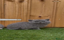 British Shorthair cats for sale: *READY NOW*Stunning bsh for sale (1 BOY 💙) - Image 4