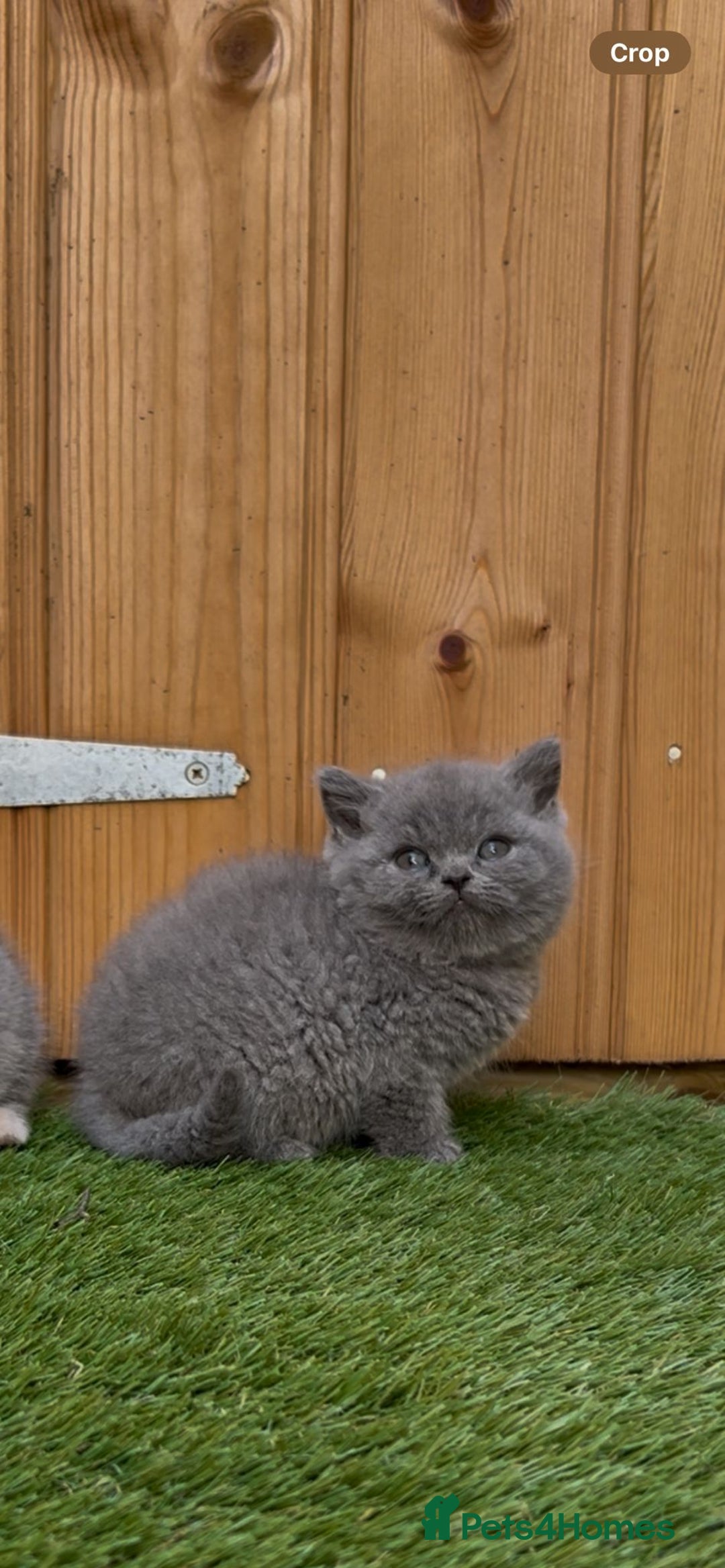 British Shorthair cats for sale: *READY NOW*Stunning bsh for sale (1 BOY 💙) - Image 4