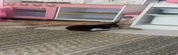 Domestic Shorthair cats for sale: Black and white kitten  - Advert 2