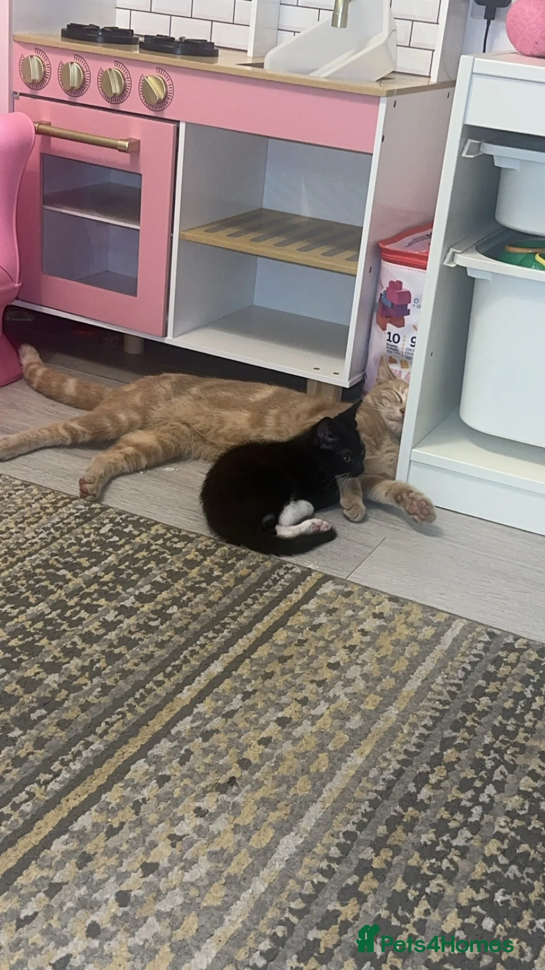 Domestic Shorthair cats for sale: Black and white kitten  - Advert 2