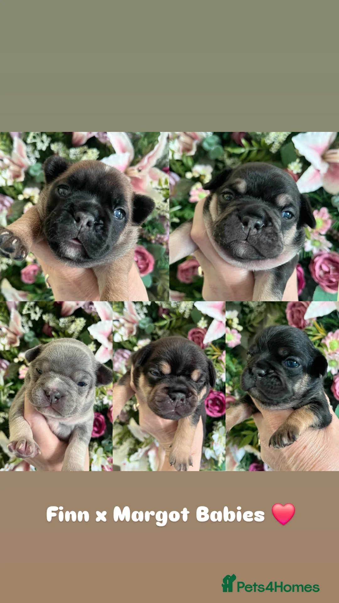 French Bulldog dogs for stud: 🔥 PLATINUM LILAC & TAN FLUFFY - WELL PROVEN- KC   in Blackpool - Advert 35