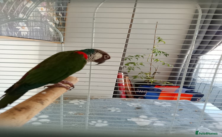 Conures birds - Advert 1