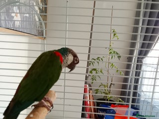 Conures birds - Advert 1