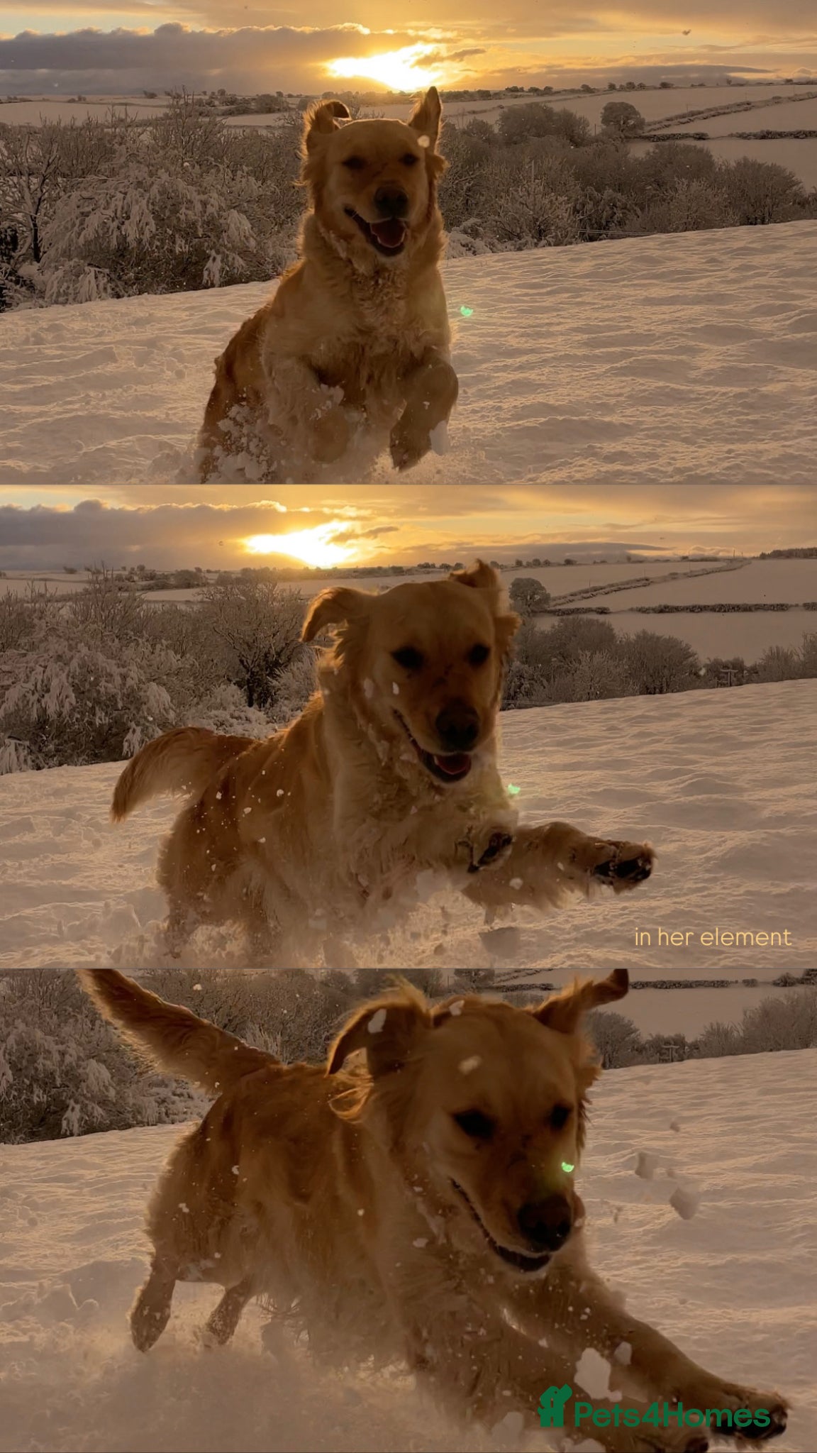 Golden Retriever dogs FULLY VACCINATED KC REG GOLDEN RETRIEVERS - Advert 2