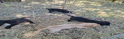 Mixed Breed dogs for sale: Cockerjack puppies - Advert 6